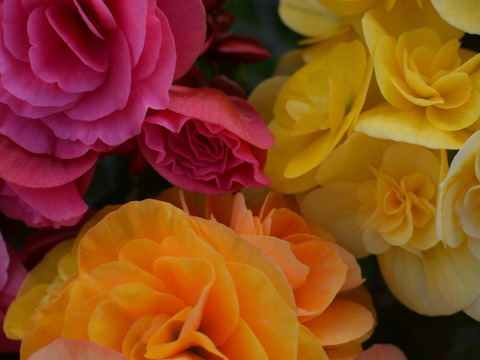 【贈答用】可愛らしい3色のベゴニアが入った人気商品です。エラチオールベゴニア【バスケット３入】４寸