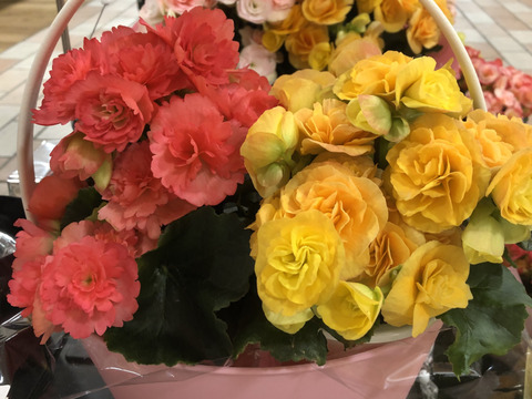 【贈答用】おしゃれなプランターと可愛らしいベゴニアがベストマッチ！エラチオールベゴニア【プランター２入】４寸