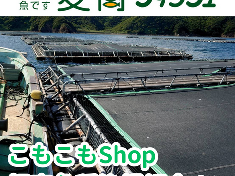 “アジ界の最高峰”　養殖シマアジ！（2尾入）/箱