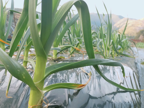 農薬未使用 土佐にんにく Mサイズ1kg