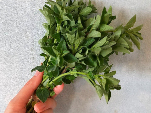 オレガノ　南アルプスのオーガニック・ドライハーブ