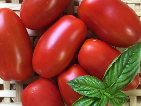 オマケあり 旨味凝縮 加熱用トマト サンマルツァーノで手作りトマトソースセット たっぷり1kg 島根県産 食べチョク 農家 漁師の産直ネット通販 旬の食材を生産者直送