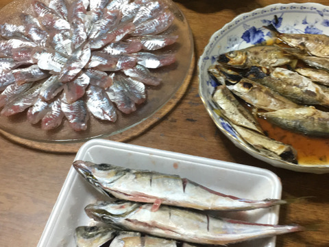 真鯵　20〜25cm 10匹（釣り）