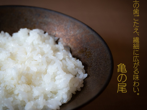 【令和8年産新米】100年以上受け継がれる希少米「亀の尾」3kg｜特別栽培・長野県産