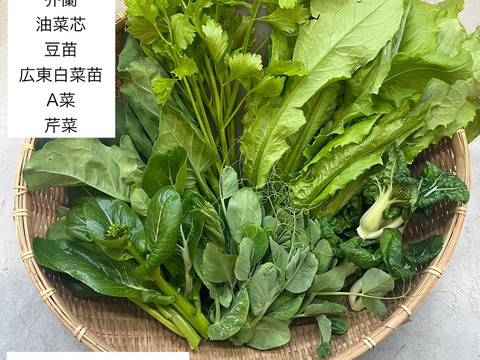 アジア野菜おまかせセット（4～6種類）珍しい中国野菜詰め合わせ！