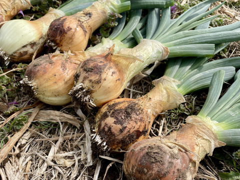 【期間限定】葉付き新玉ねぎ4kg 農薬・化学肥料不使用