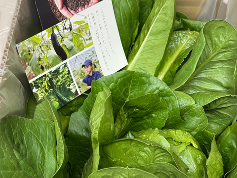 【数量限定】ロメインレタス　２個入り　シーザーサラダのレタス！