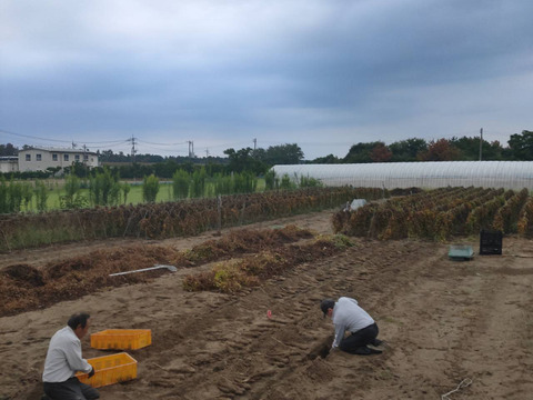 【鳥取県産】とっくり芋 1.5kg前後 山芋 ねばり そば とろろ