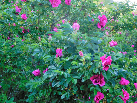 国産エディブルローズのバラシロップ　日本の原種バラ　ハマナス（１２５ｇ）ギフト用