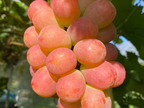 夏ギフト　青リンゴ味の赤ぶどうサニードルチェとエメラルドの輝きシャインマスカット2房入箱（一房約400〜500g）