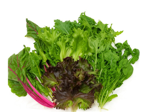 新登場！！これ１つで完結！栽培期間中農薬不使用の彩り葉野菜ミックス/即席サラダセット　400ｇ×1袋