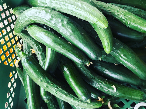 感動野菜‼️お買い徳‼️きゅうり25本‼️