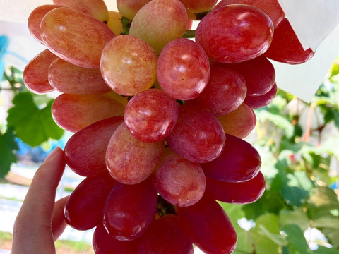 【おすすめ】太陽の恵みたっぷりサニードルチェ厳選1房