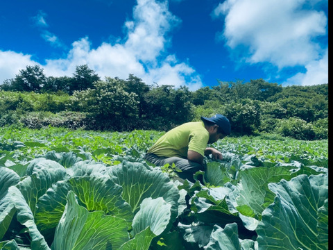 超人気！！葉っぱ付き大野ヶ原大根　4p