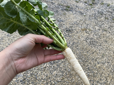80サイズのたっぷりお野菜