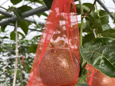 贈答用でもいける‼︎南国のパッションフルーツ（3個）