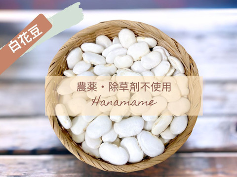 ほくほく美味しい！『高原白花豆』農薬・化学肥料・除草剤不使用 500g