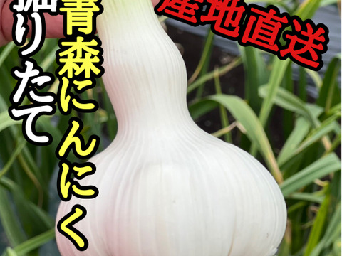 テレビで紹介された生にんにく10玉🧄青森にんにくの王様白玉王👑【月1000箱売れてます】