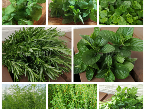 【お試し♪】フレッシュハーブ 8種 詰め合わせ(合計200g)