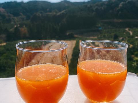 【青島みかん】「快速ブサ皮くん」5㎏