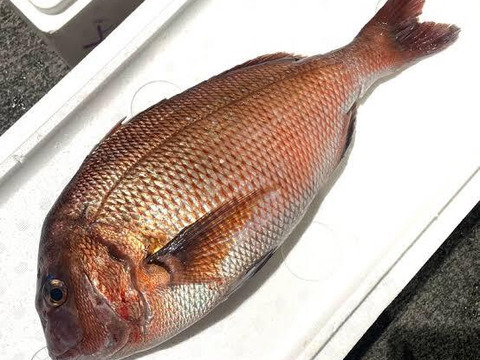 【鮮度抜群】天然活〆真鯛（〜3kg）｜数量限定