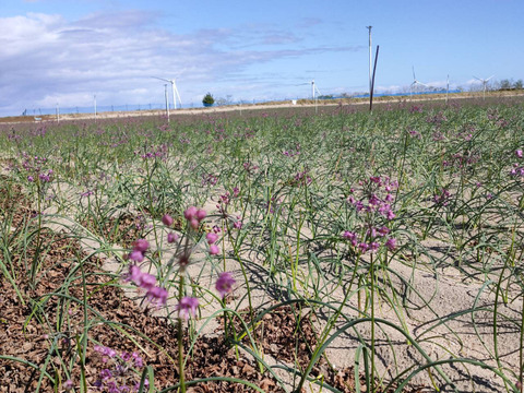 【毎日3粒で、免疫アップ】砂丘育ち 甘酢らっきょう 180 g