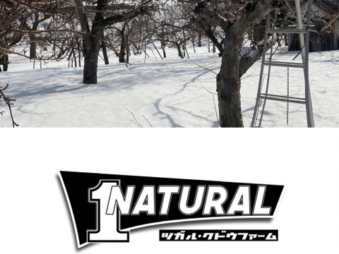 スーパーなどには滅多に並ばない冬採りプレミアム‼︎今年も完熟の証【いぼりりんご】が仕上がりました◎青森県産蜜入り葉取らずサンふじ３キロ　大玉中玉9個〜11個詰め