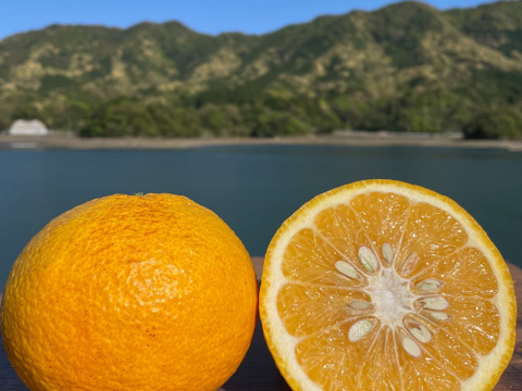 箱込み12kg 紅河内晩柑&甘夏　栽培期間中に農薬、化学肥料不使用 柑橘セット【柑橘食べ比べ】