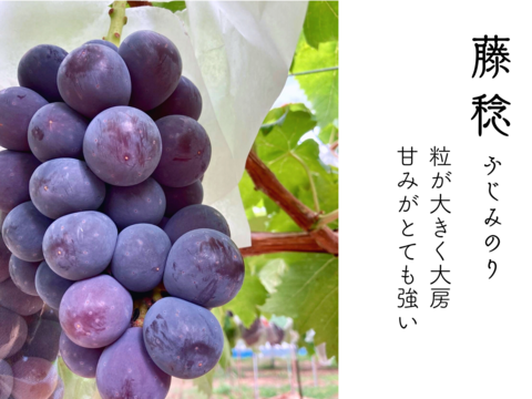 【初秋ギフト】甘みの違いを楽しむ、泉州パープル1房と藤稔1房のセット