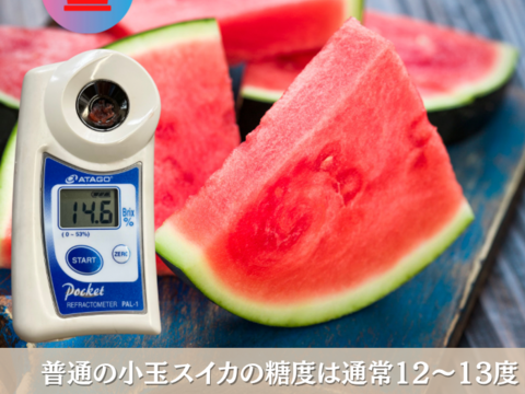 【300円割引中】小玉スイカ 2玉 糖度上昇中 本当に甘い 小玉スイカ 小玉西瓜 秋田県産 夏松チッチェ ギフト お中元 夏丸 2玉入り 暑中御見舞い  甘い チッチェ  お中元 ギフトピノガール