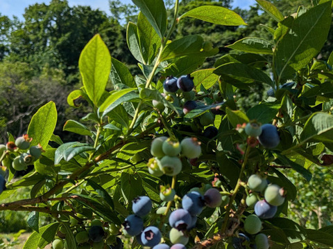 令和7年収穫　北海道産ブルーベリー　【冷凍1kg】