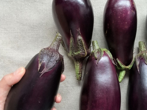 【秋ナス】米なす1.2kg(3~5本) 南アルプスの有機野菜