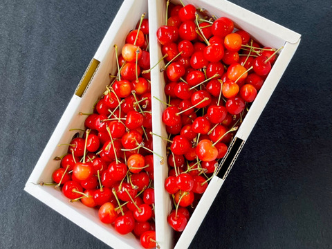 【畑から直送】もぎっぱなし「農家の先生が育てた山形県産佐藤錦」500g（おすすめ！）【予約受付開始】