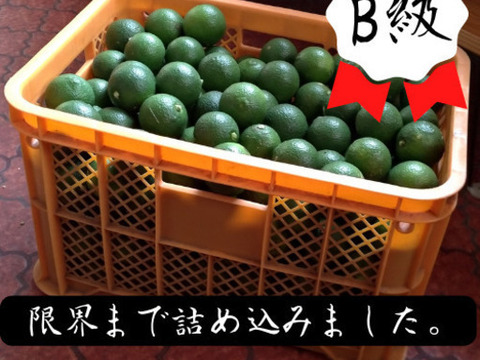【※販売中止 B級品 ２０ｋｇ】コンテナごとあなたへ届け！「タカミヤカボスのかぼす」