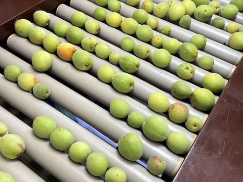 中熟梅　栽培期間中農薬不使用　化学肥料　除草剤不使用　農家直送　ご家庭用　5キロ　ご注文後収穫となります