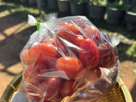【お試し】有機JAS 旬の野菜セット 1.5kg（W受賞 紅はるか さつまいも・アイコ ミニトマト・ししとう各500g）産直 野菜詰め合わせ