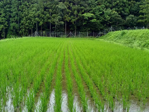 サリークイーン　２ｋｇ　農薬不使用　有機肥料使用　「２０２３年産」