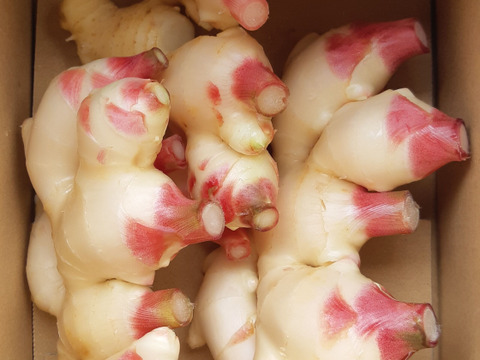 農家直送　高知県産新生姜1kg【クール便】