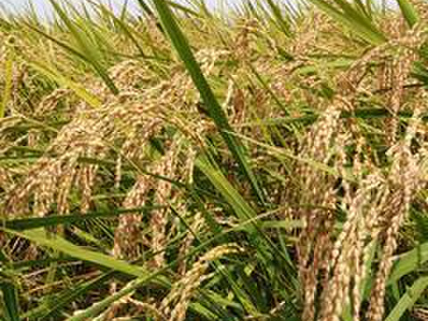 一等米【栽培期間中農薬不使用コシヒカリ】玄米4kg（2kg×2袋）【80】令和5年産 ・有機質肥料のみ・動物性堆肥不使用