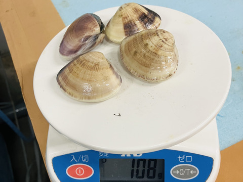 千葉県産　活小はまぐり　砂抜き済み　 1キロ（25-40個）