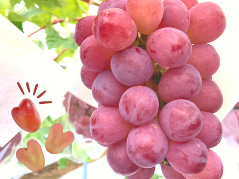 【贈り物に】ハートの粒できゅん、マイハート厳選1房