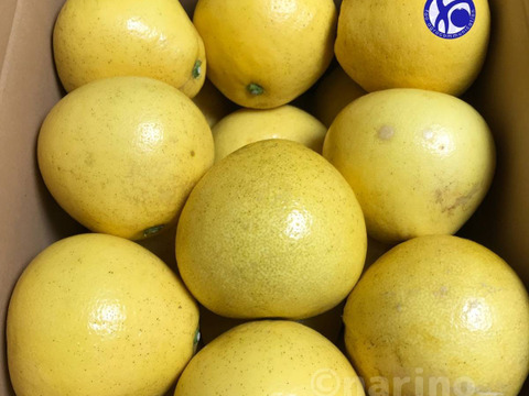 [8.5kg] 黄色い芳香柑橘 天草の文旦：パール柑