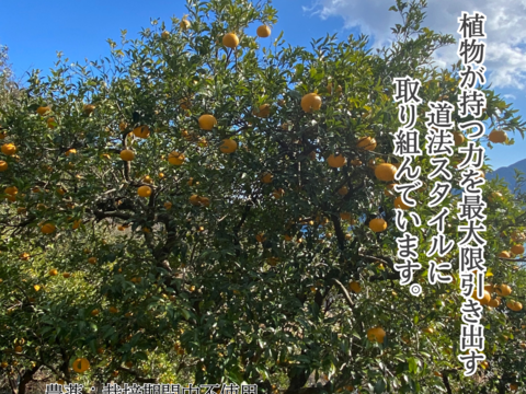 【栽培期間中：農薬不使用】尾鷲の木成り完熟雨夏（甘夏）お試し2kg