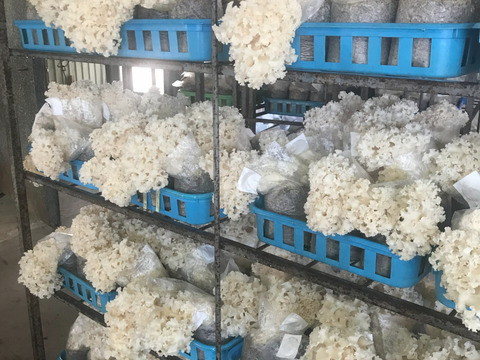 【食感の衝撃】まだ知らないの？幻のきのこ「生ハナビラタケ」お試し80ｇ5袋。プリ・コリ食感がクセになる！信州産