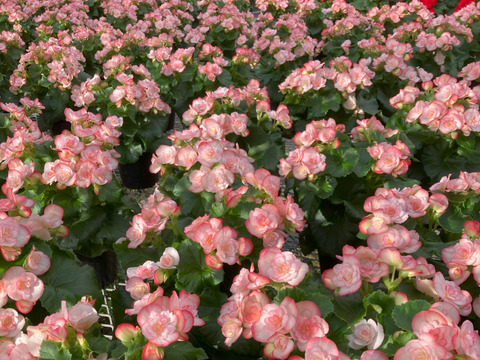 【贈答用】可愛らしい色合いと個性的な花弁が大人気のエラチオールベゴニア【シンディーフリンジ】4.5寸。