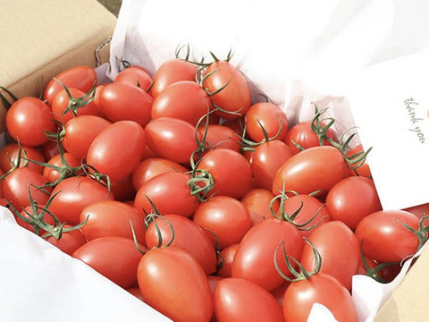 【2箱セット】いつものはんぶん♪げんき赤ミニトマト(800g)＋《旨みたっぷり》シシリアンルージュ(800g)