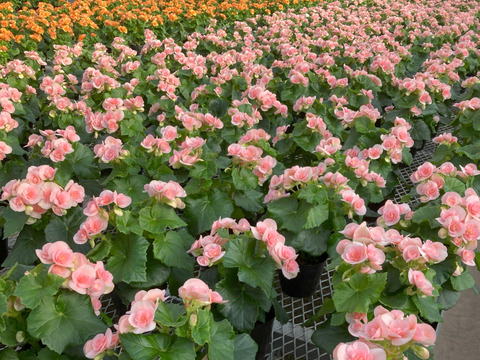 エラチオールベゴニア【クリスティーフリンジ】4.5寸　上品なペールピンクとギザギザの花弁が個性的なエレガントな品種です。