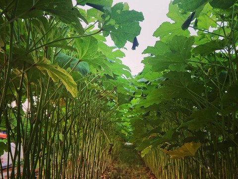 丸オクラ&オクラ食べ比べBOX(約1kg程度)