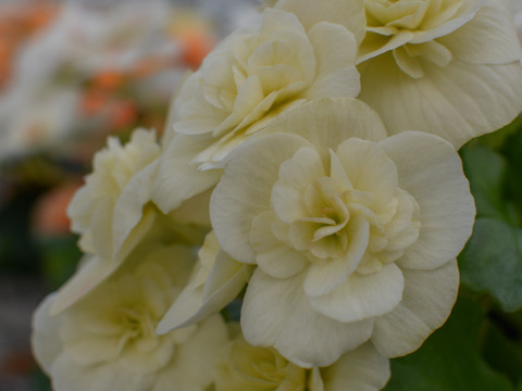 【フラワー・オブ・ザ・イヤー受賞！】エレガントなパールカラーはどんなシーンにも似合います。エラチオールベゴニア【ブランレーヌ】５寸