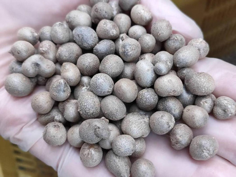 噛むほど旨い！むかご 500g